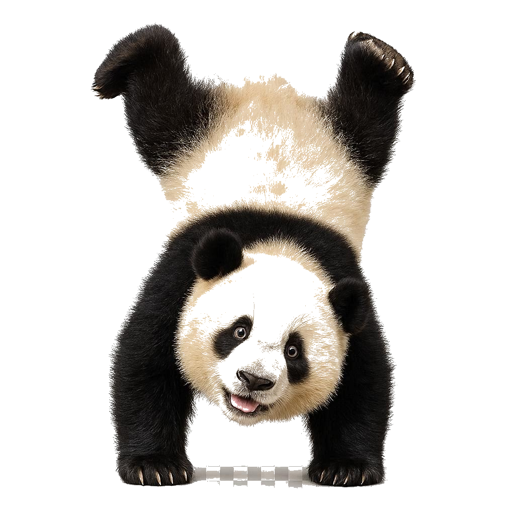 Playful Panda